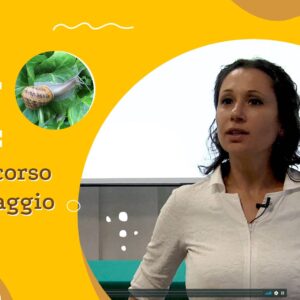 L'Elicicoltore Web