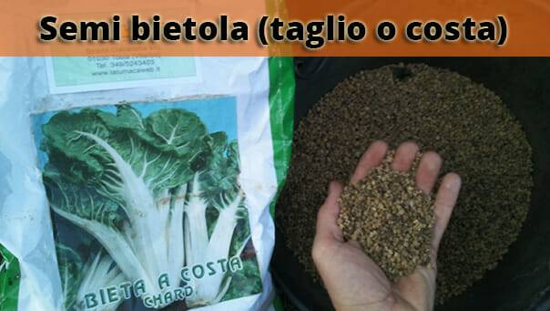 Allevamento Lumache Semi Bietola