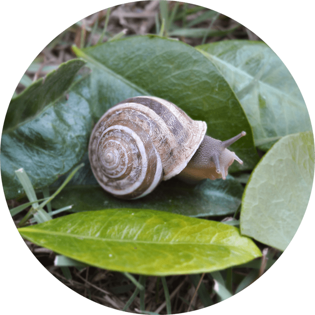 RIGATELLA (HELIX EOBANIA)