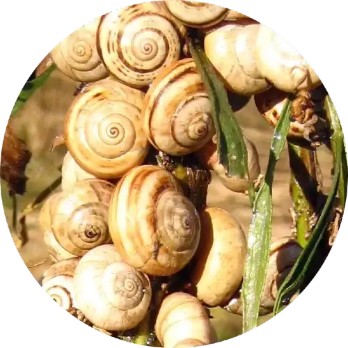 tipi-lumache-lumaca-theba-pisana