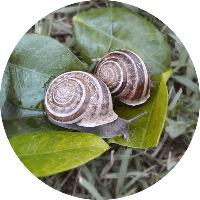 RIGATELLA (HELIX EOBANIA) - immagine 2
