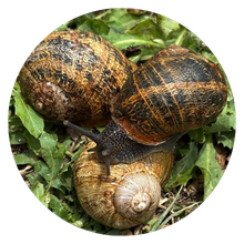 helix aspersa